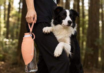 Gourde Nomade Truffe & Co — Hydratation anti-fuite pour chien