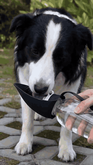 Gourde Nomade Truffe & Co — Hydratation anti-fuite pour chien