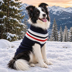 Border collie dans la neige avec le pull rayé bleu marine