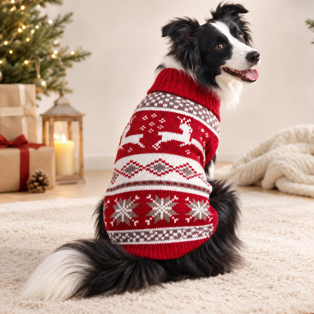 Border collie avec le pull de Noël renne nordique rouge près du sapin