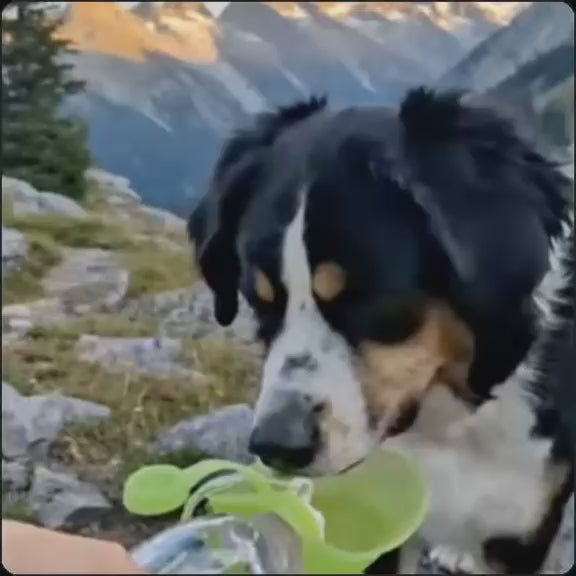 Gourde Nomade Truffe & Co — Hydratation anti-fuite pour chien